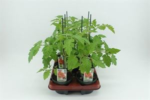 Bild von Tomaat. Ge?nte Cherrytomaat